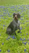 2018 Breed Show Grovesprings Missouri